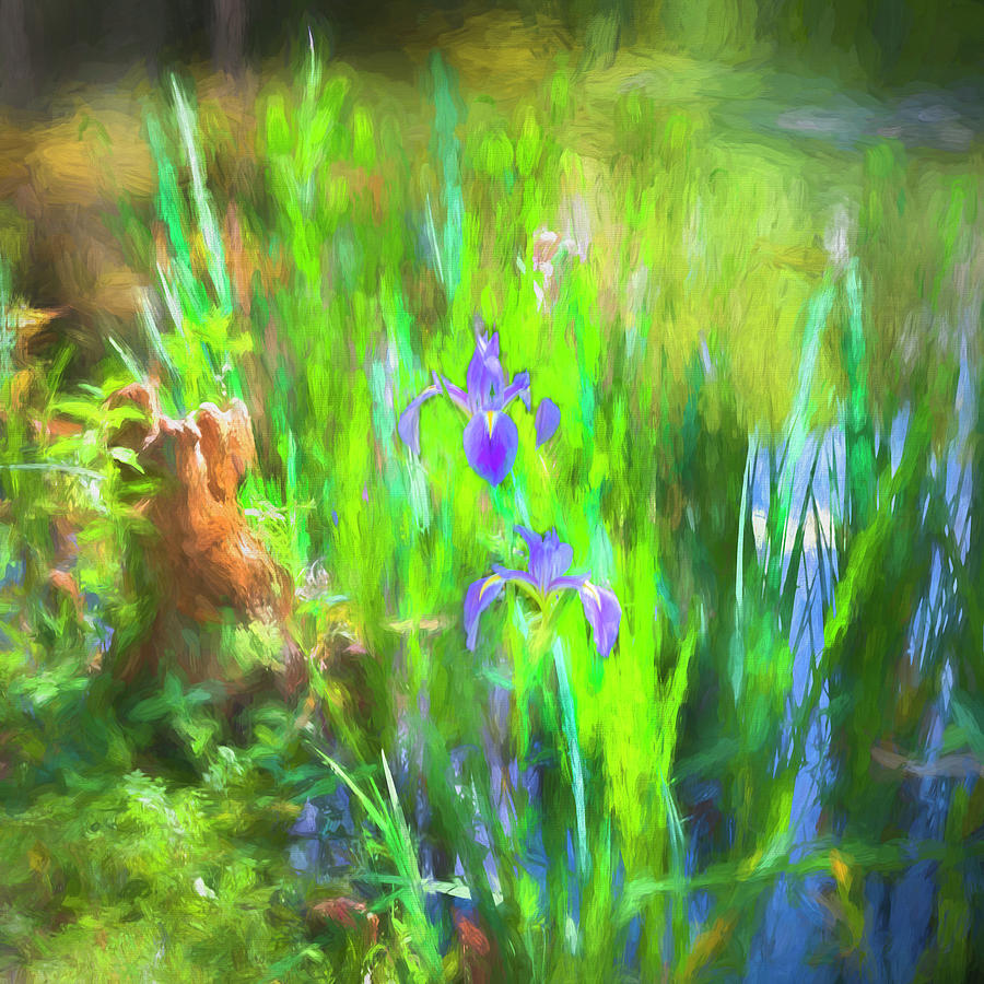 Water Iris laevigata X103 Photograph by Rich Franco