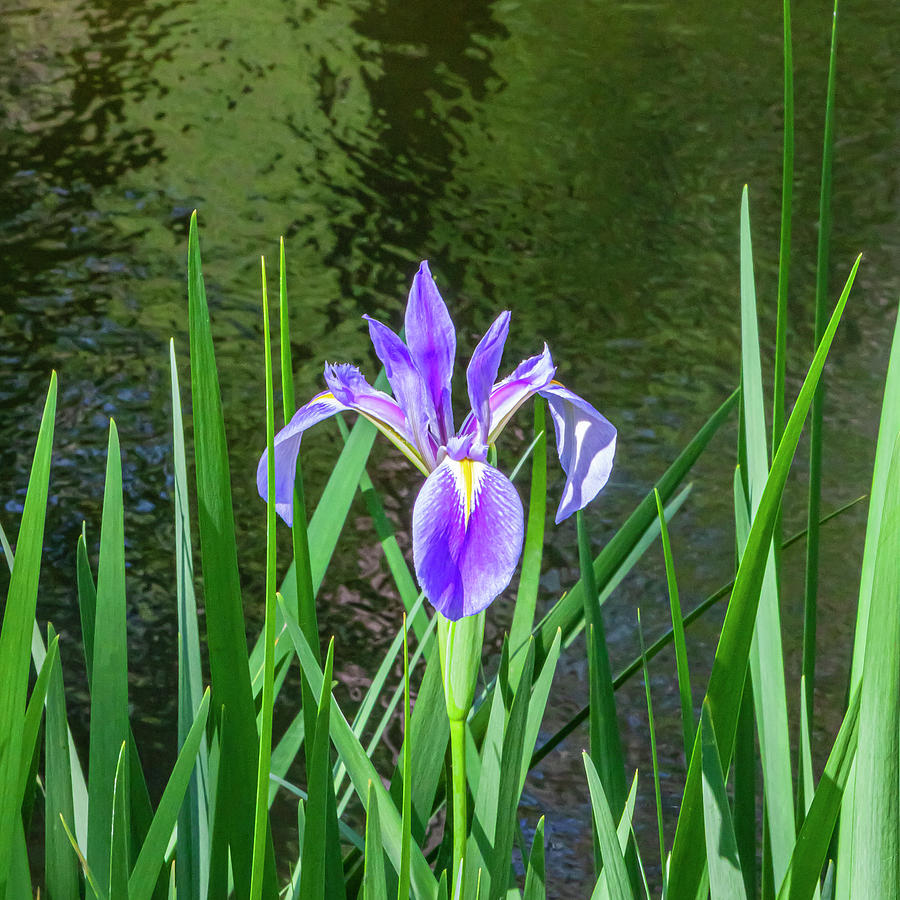 Water Iris laevigata X105 Photograph by Rich Franco