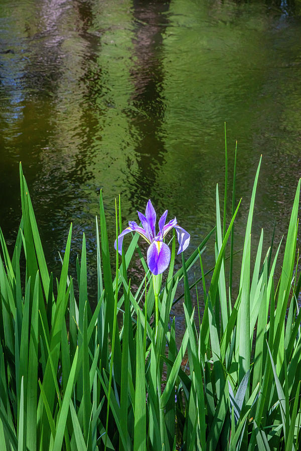 Water Iris laevigata X106 Photograph by Rich Franco