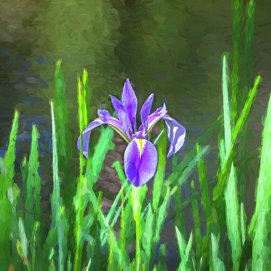 Purple Iris Photograph - Water Iris laevigata X107 by Rich Franco