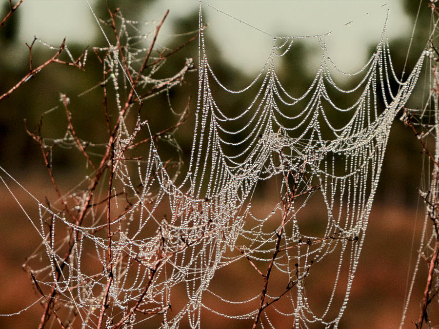 Water - Jeweled Web    Photograph by Christopher Mercer