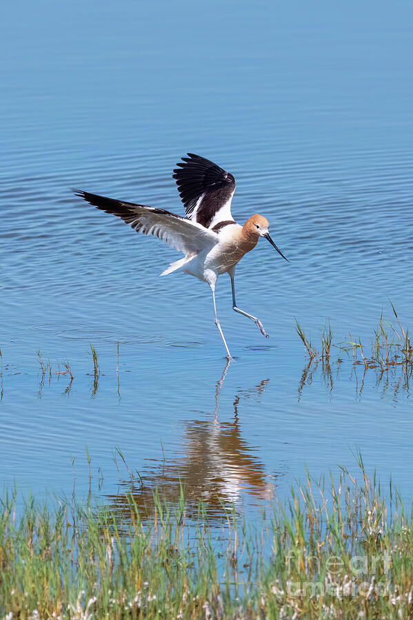 Water Landing Photograph by Michael Dawson - Fine Art America