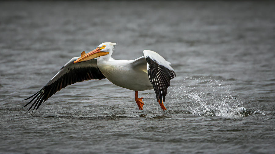 Water Landing Photograph by Ray Silva