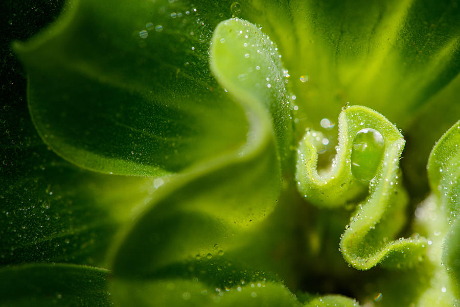Water Lettuce Photograph by Jordan Lye