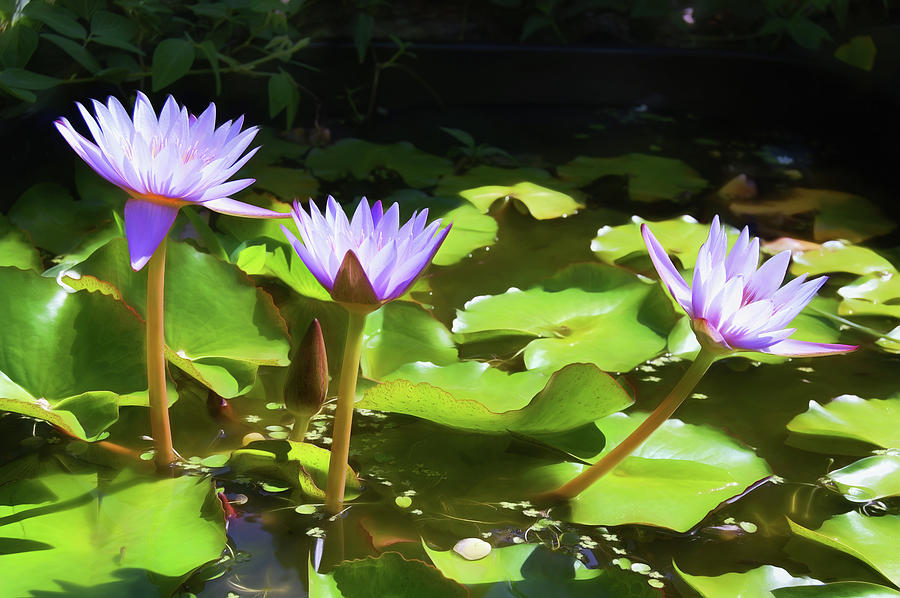 Water Lilies 1 Photograph by Dawn Eshelman