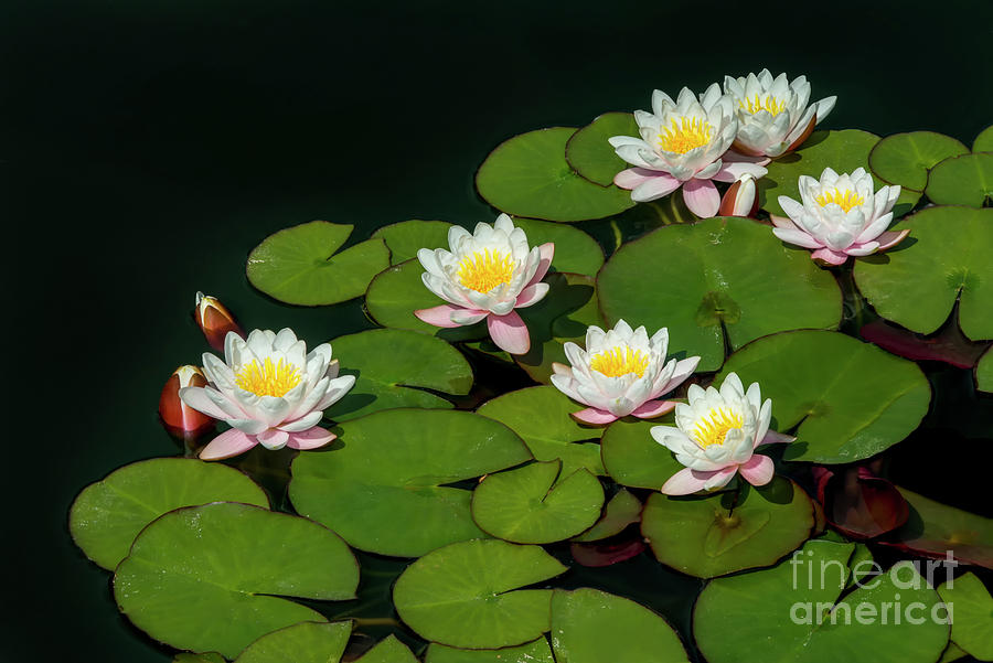 Water Lilies, 1 Photograph by Glenn Franco Simmons
