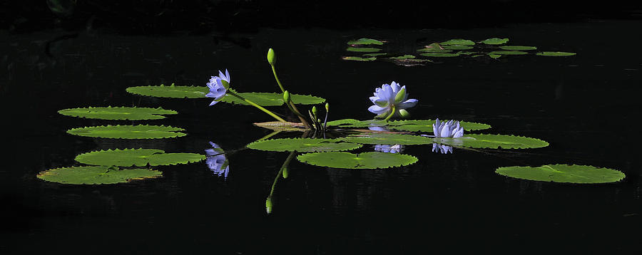 Water Lilies 1 Photograph by Richard Krebs
