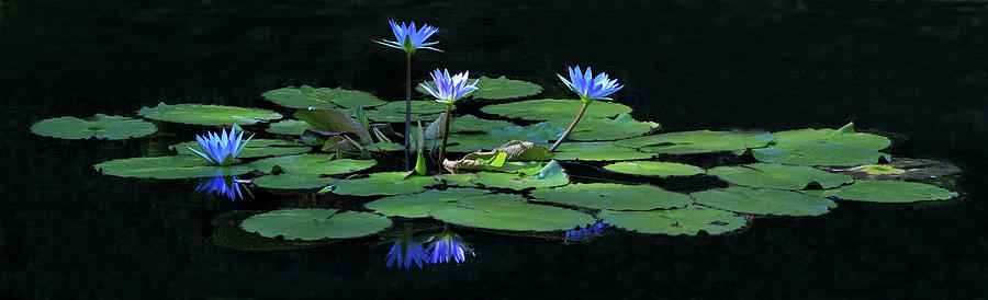 Water Lilies 2 Photograph by Richard Krebs