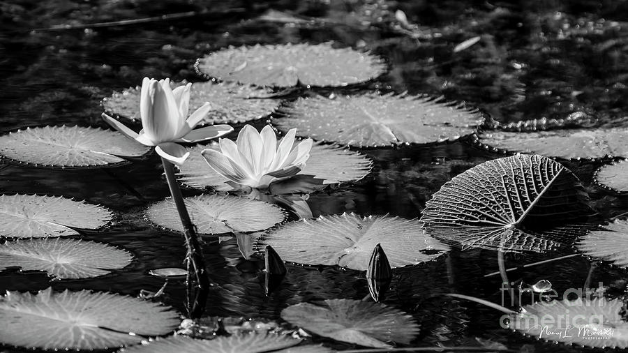 Water Lilies 4 Black n White Signed Photograph by Nancy L Marshall