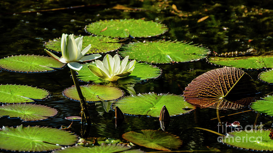 Water Lilies 4 Photograph by Nancy L Marshall