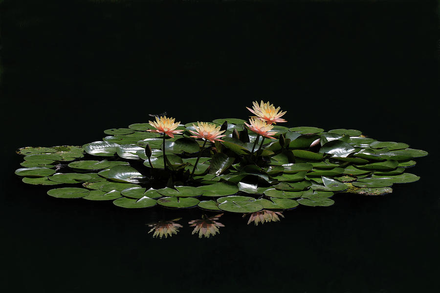 Water Lilies 8 Photograph by Richard Krebs