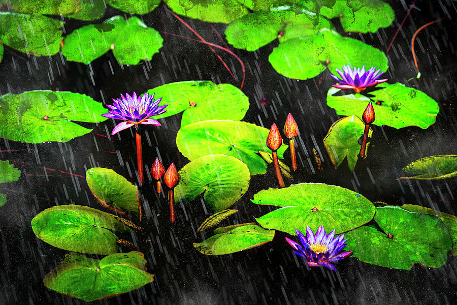 Water Lilies and Buds MO Bot with overlays GRK0854_08312022 Photograph ...