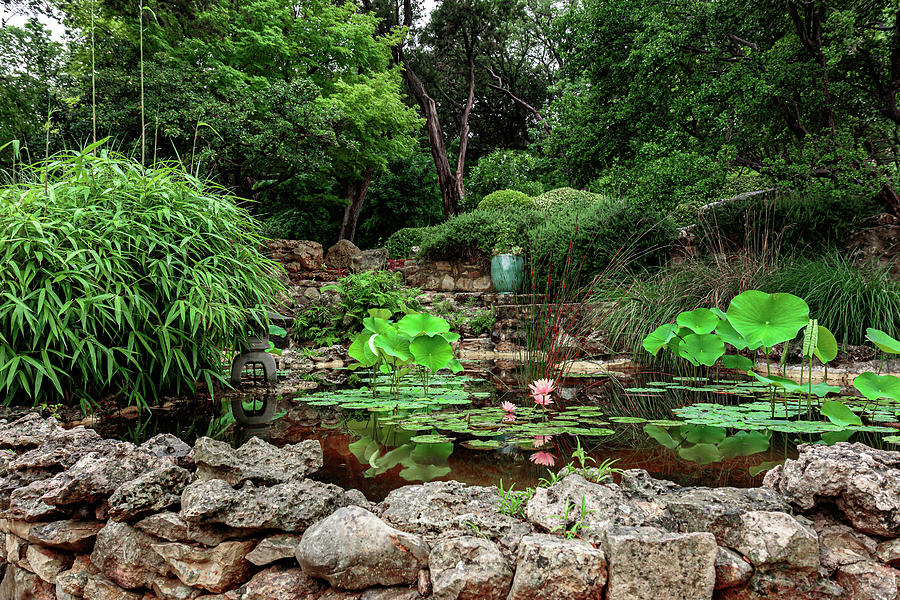 Water lilies and Elephant ears in a japanese botanical garden Photograph by David Ilzhoefer