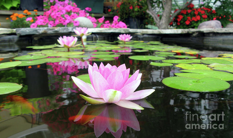 Water Lilies and Fish 9263 Photograph by Jack Schultz