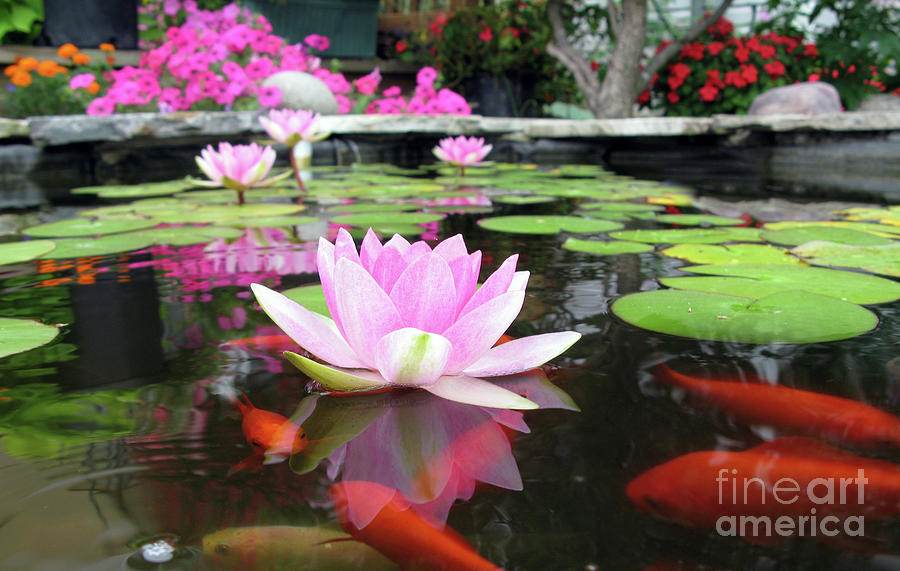 Water Lilies and Fish 9265 Photograph by Jack Schultz
