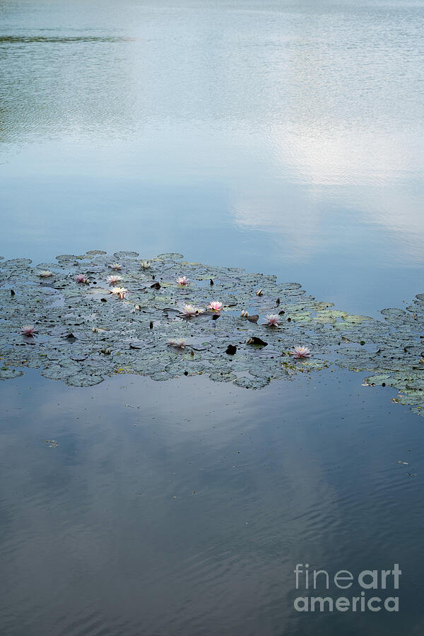 Water Lilies And Pale Blue Reflection 1 Photograph