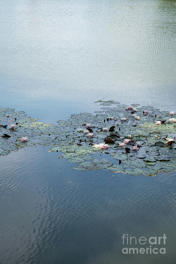 Water Lilies And Pale Blue Reflection 2 Photograph