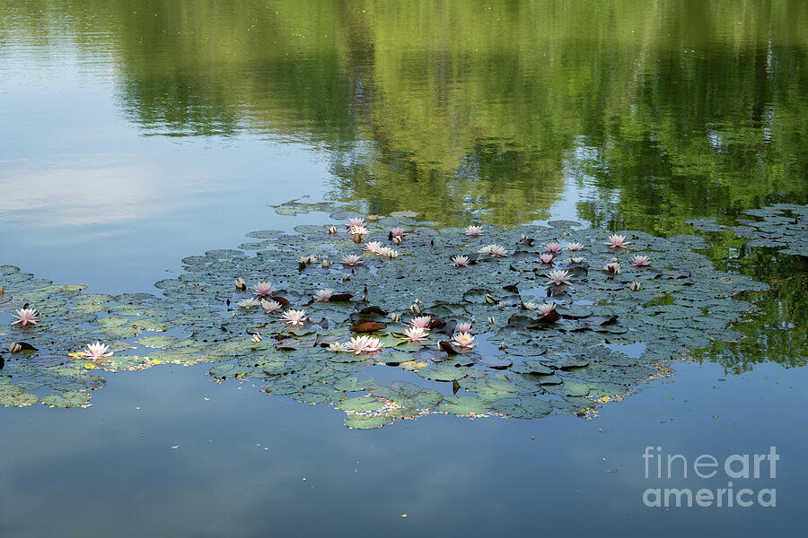 Water lilies and reflection in the calm water Photograph by Adriana Mueller Water lilies and reflection in the calm water Photograph by Adriana Mueller