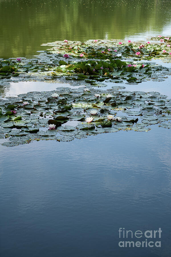 Water Lilies And Reflection In The Water Photograph