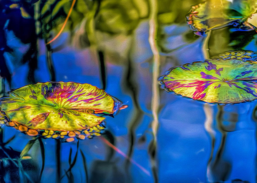 Water Lilies at Mount Holyoke College Digital Art by Cordia Murphy