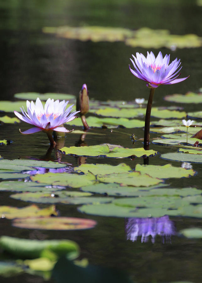 Water Lilies at Naples 1 Photograph by David T Wilkinson