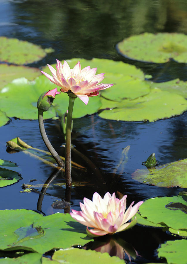 Water Lilies at Naples 2 Photograph by David T Wilkinson
