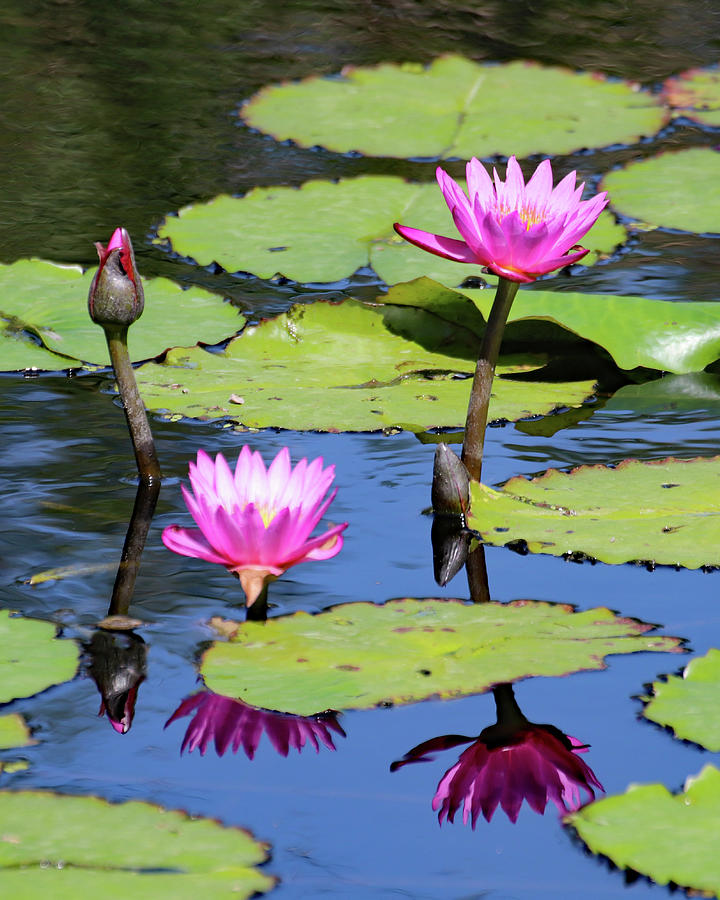 Water Lilies at Naples 3 Photograph by David T Wilkinson