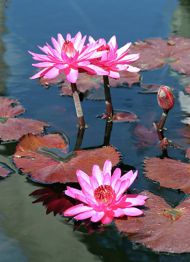Water Lilies at Naples 4 Photograph by David T Wilkinson