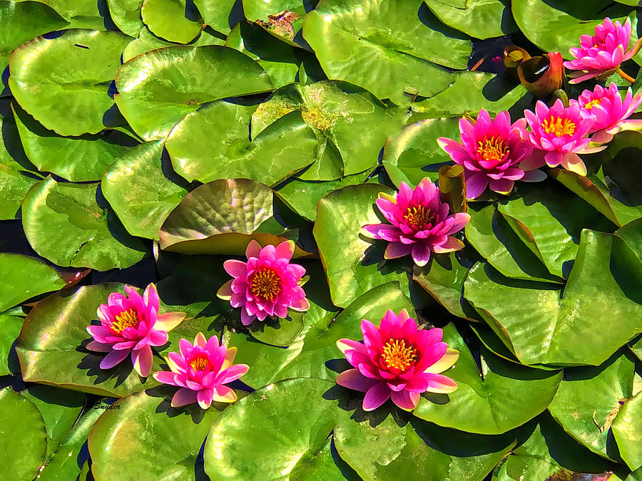 Water Lilies at the Country Club Photograph by Floyd Snyder