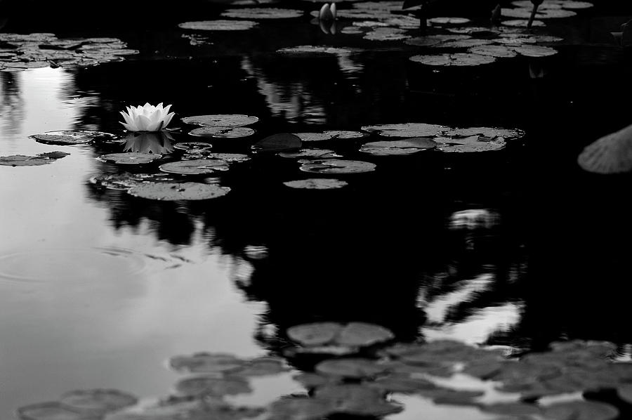 Water lilies, black and white Photograph by Doug Wittrock