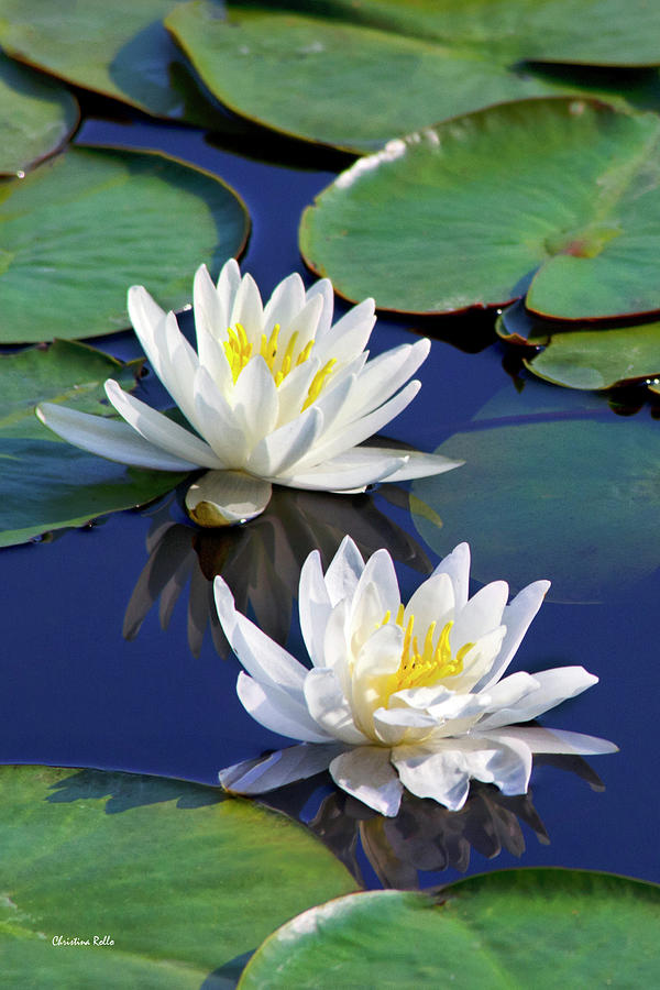 Water Lilies Photograph by Christina Rollo