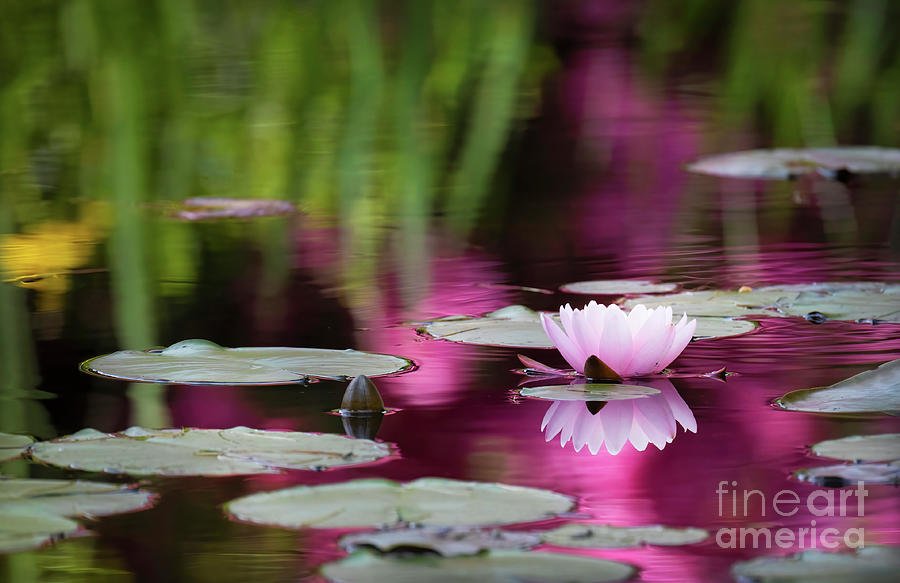 Water Lilies  Photograph by Darya Zelentsova