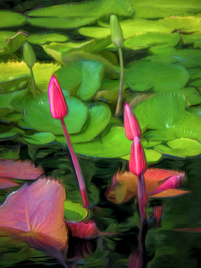 Water Lilies Emerging Photograph by Ginger Stein