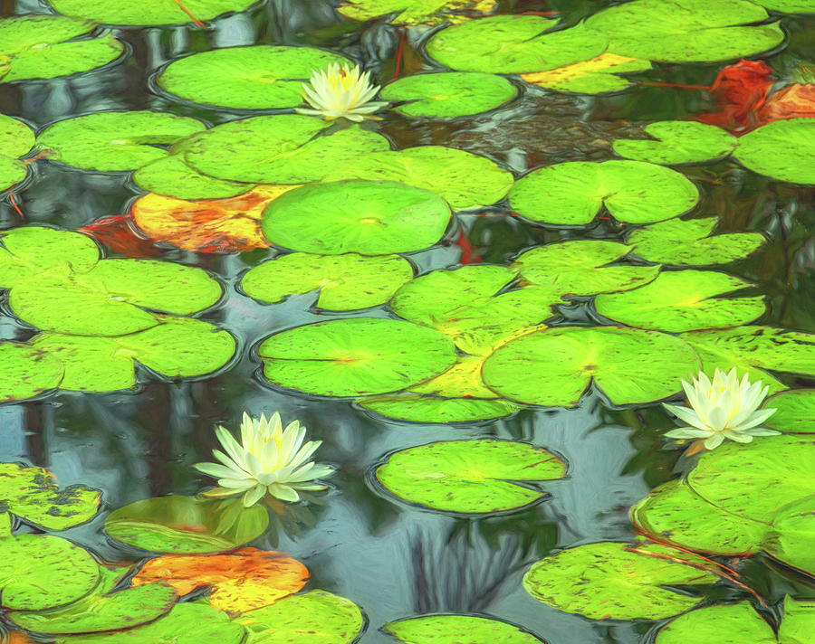 Water Lilies II Photograph by Karen Sirnick