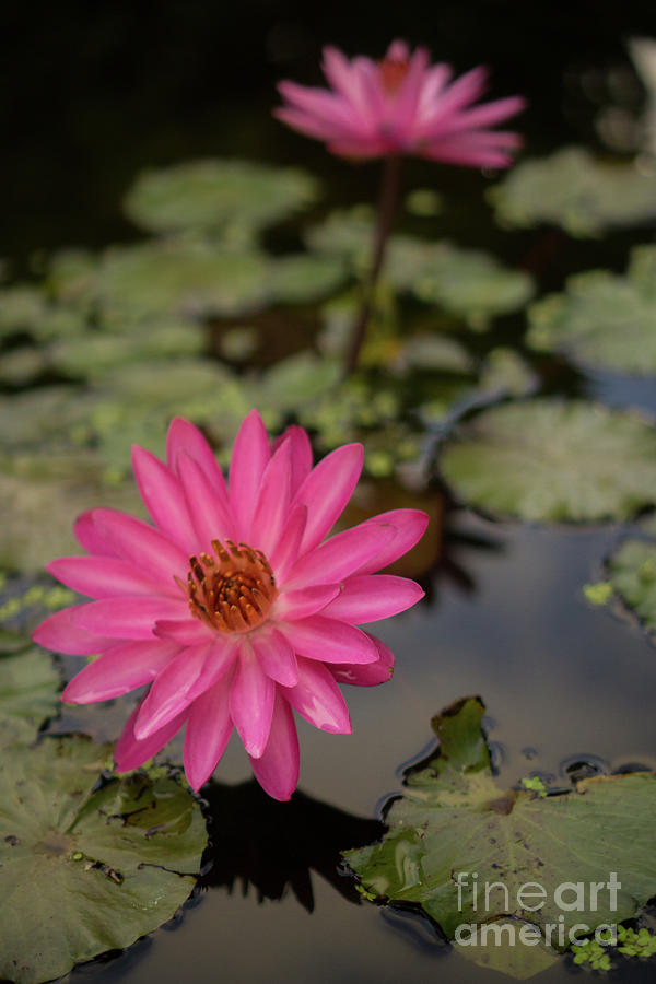 Nature Photograph - Water Lilies in a Garden Pond by Nancy Gleason
