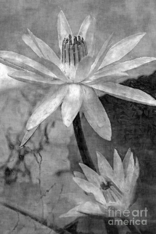 Flowers Photograph - Water Lilies, In Black And White Textures by Banyan Ranch Studios Flowers Photograph - Water Lilies, In Black And White Textures by Banyan Ranch Studios