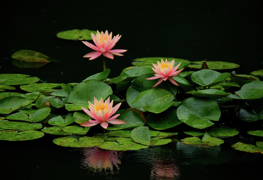 Water Lilies in Bloom Photograph by John Black
