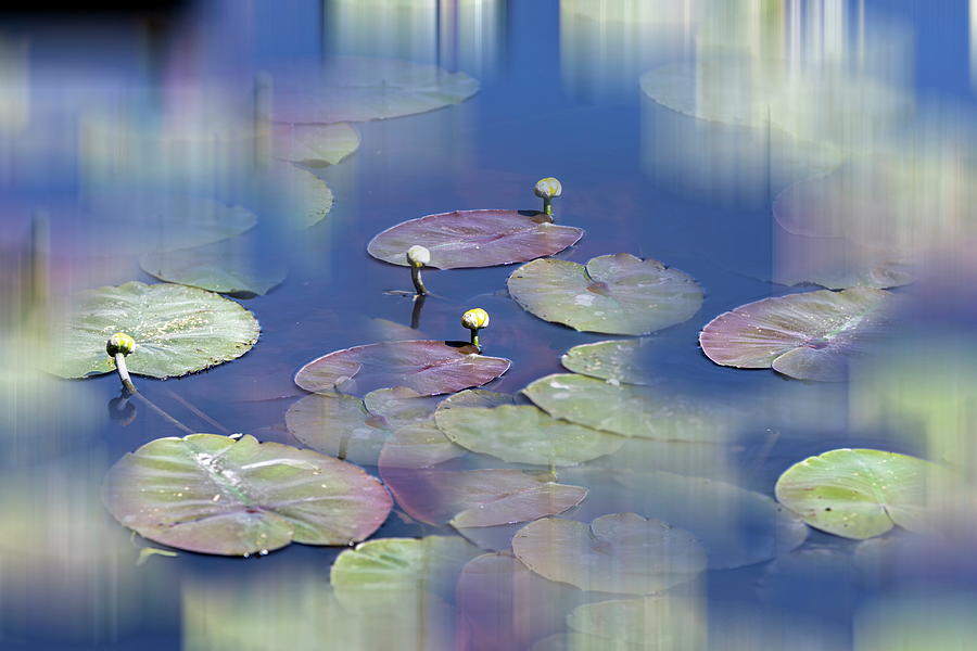 Water Lilies in Blue Mood Photograph by Aleksandrs Drozdovs