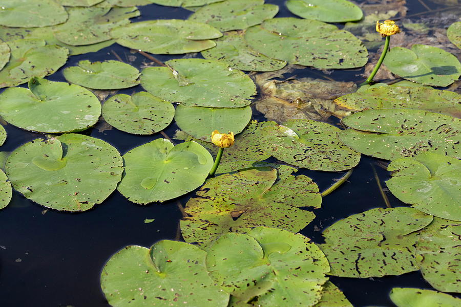 Water Lilies In July Photograph by Aleksandrs Drozdovs