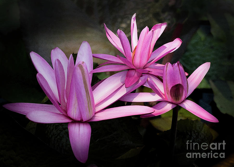 Water Lilies in Pink and Purple Photograph by Neala McCarten