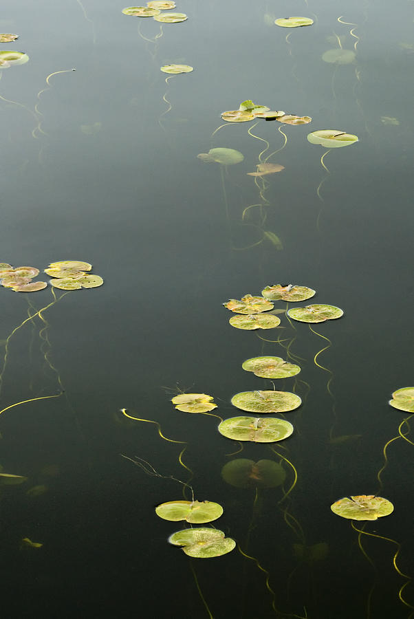 Water Lilies in pond Photograph by Deb Casso