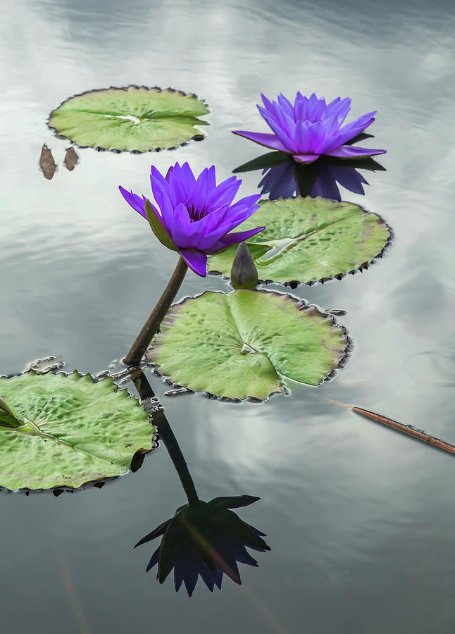 Water Lilies in Portrait Photograph by Cate Franklyn