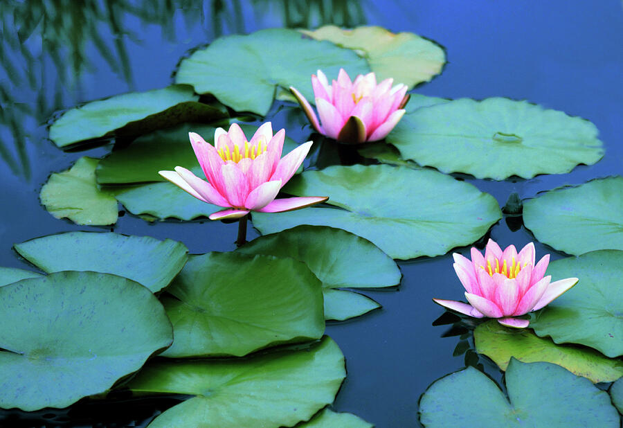 Water Lilies Photograph by Jessica Jenney