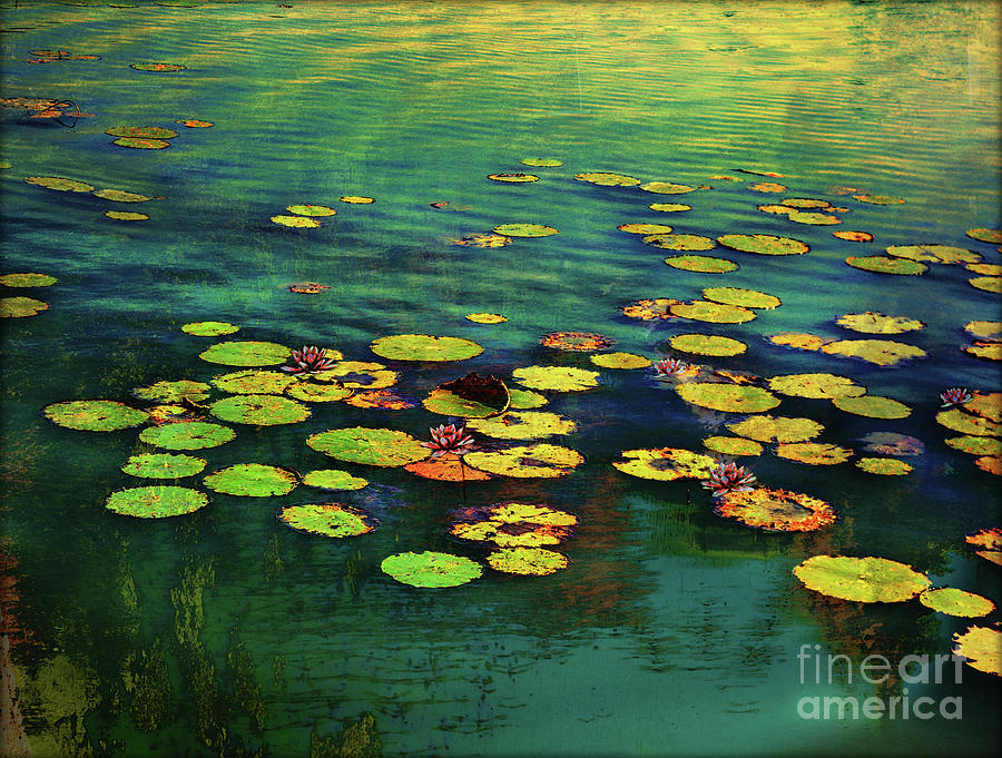 Water Lilies Photograph by John Anderson