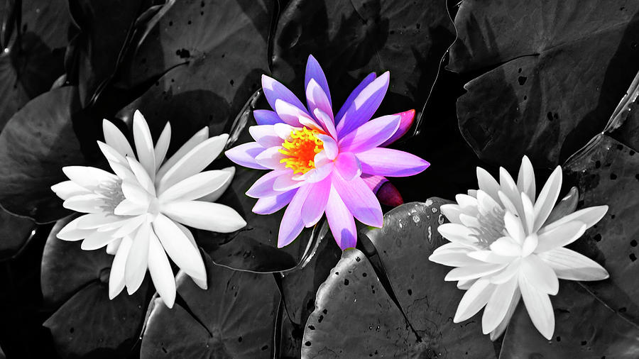 Water Lilies Photograph