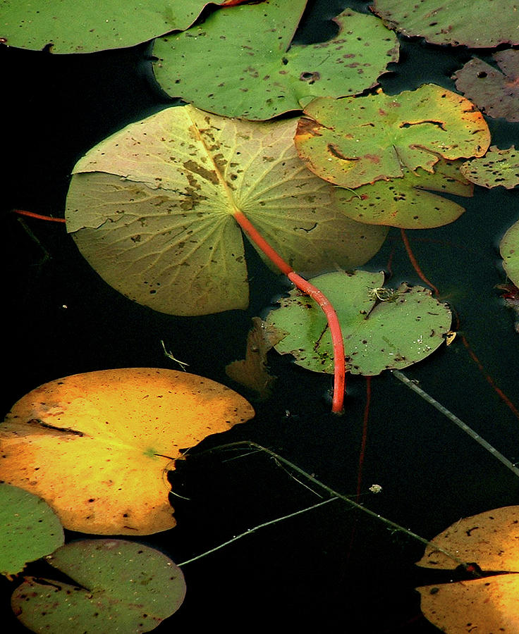 Water Lilies No 2 Vertical Photograph by Wayne King
