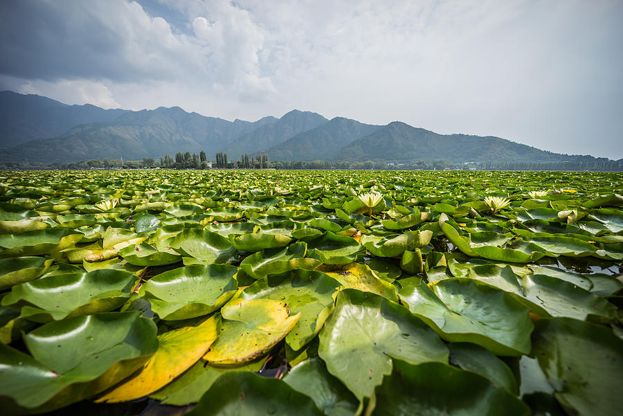 Water lilies on the Dal Lake, Kashmir. Photograph by Shaifulzamri