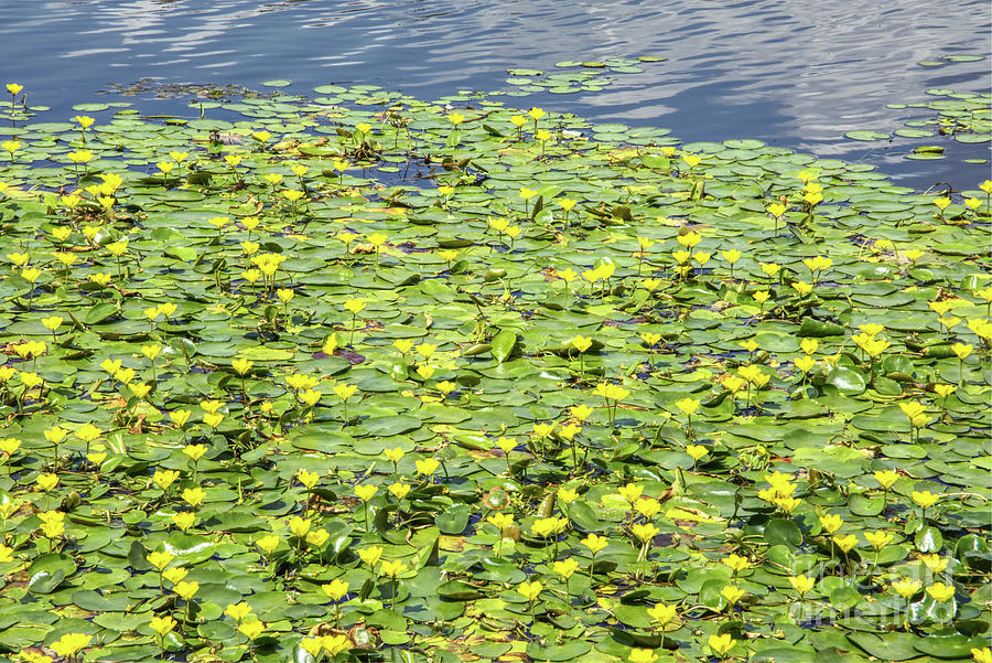 Water Lilies On The Rochdale Canal England Photograph