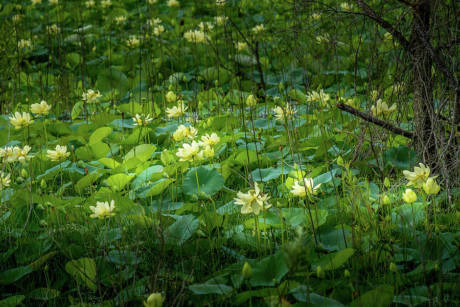 water lilies on the side of the Road Photograph