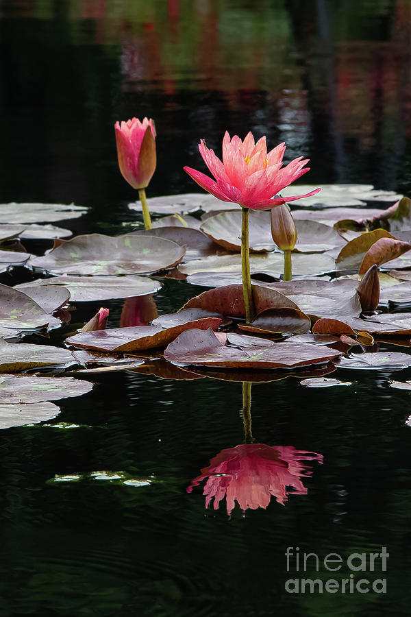Water Lilies RBG Photograph by Marilyn Cornwell